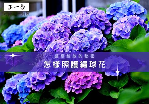 繡球花盆栽|綻放美豔夏日：繡球花盆栽輕鬆呵護指南